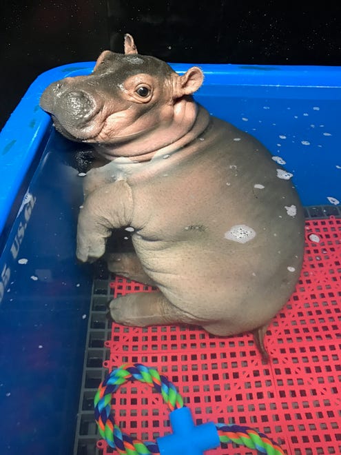 Fiona the baby hippo mugging for the camera.