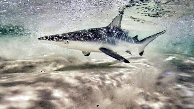 A blacktip shark swims along the sandbar just off the shoreline at Fort Pickens