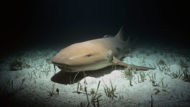 Nurse sharks are usually nocturnal and feed on bottom-dwelling prey