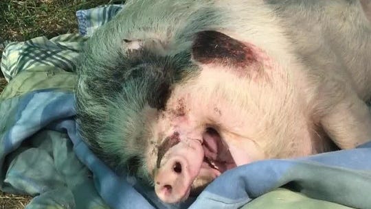 Piggy Wiggy was found at a gas station and is now heading to a rescue and rehab facility to be treated for her injuries.