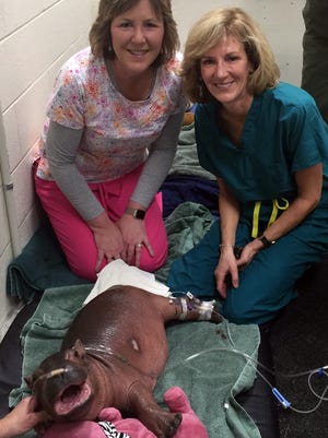 Two Cincinnati Children's Hospital nurses, Blake Gustafson and Darcy Doellman, assist in the treatment of Fiona the baby hippo Feb. 20, 2017, when she became dehydrated and needed intravenous fluids.