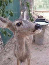 A fawn that was living in a single-wide trailer northwest of Phoenix was confiscated by Game and Fish officials. The deer will be placed in an Arizona zoo once it is deemed healthy enough.