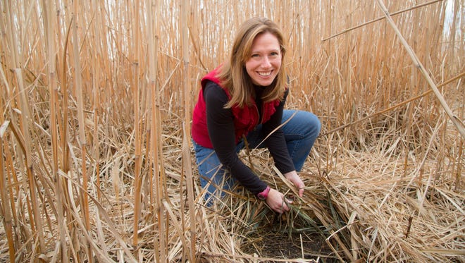 Emily Heaton, Associate Professor of Agronomy at Iowa State University,
checks a field of a perennial grass called Miscanthus x giganteus Friday, Dec. 11, 2015. The grass can be burned with coal in power plants.