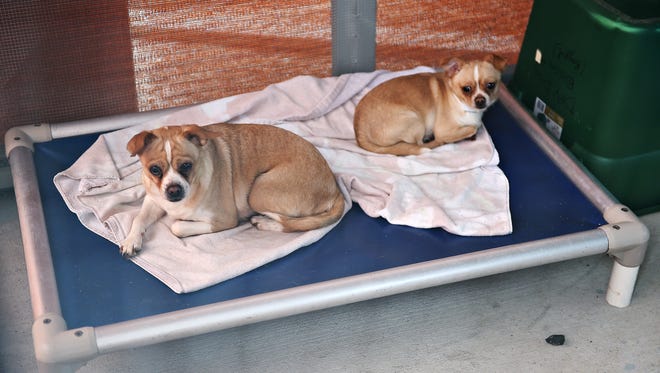 Two dogs sit in an enclosure at the Larimer Humane Society on Tuesday, July 26, 2016. Sixty-three Chihuahuas were rescued from an informal breeder in Larimer County on Monday.