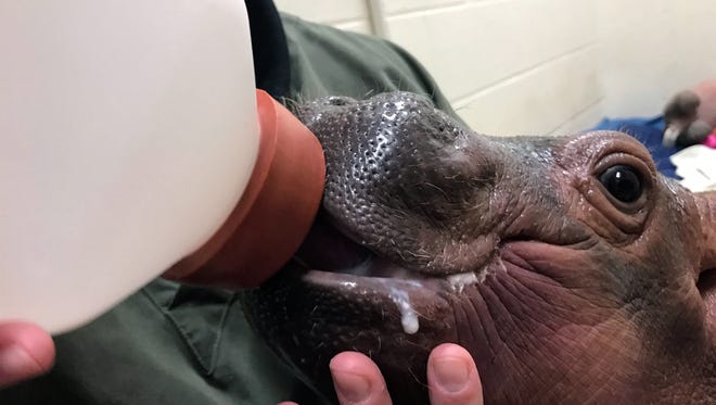 Fiona, a Nile hippo born prematurely, is being reared by humans and drinks special formula March 11, 2017, from a bottle at Cincinnati Zoo & Botanical Garden. She weighed 29 pounds at birth and tipped the scales at 80 pounds in this photo.