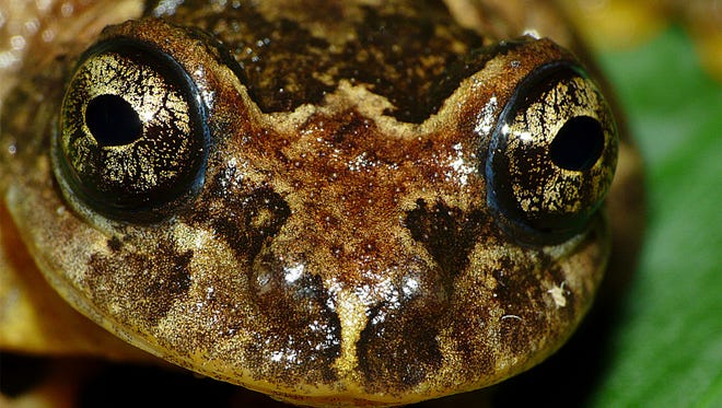 Frankixalus jerdonii is a newly discovered genus of frogs.