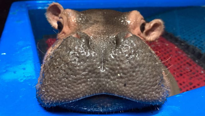 Fiona the baby hippo mugs for the camera in April 2017 in her favorite exercise pool at Cincinnati Zoo & Botanical Gardens.