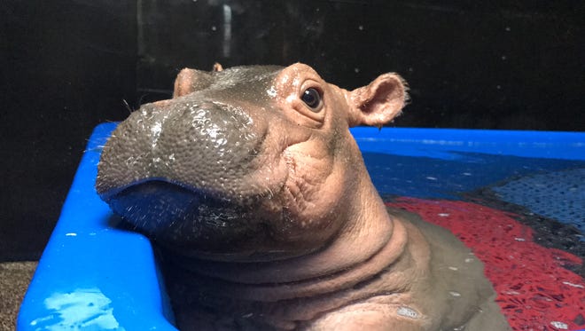 Fiona the baby hippo soaking in her pool.
