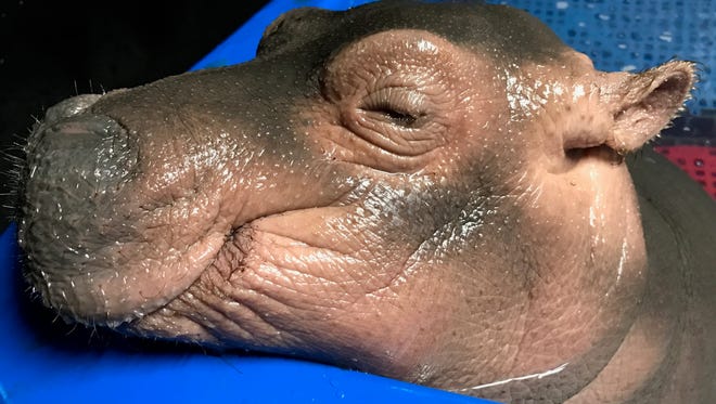 Fiona the baby hippo relaxes in her pool.