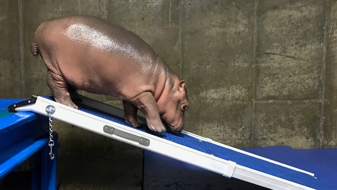 Fiona walks down her pool ramp after taking a dip.