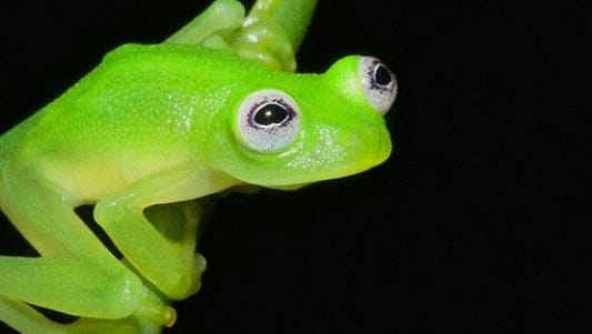 The frogs are only found in certain parts of Central and South America.