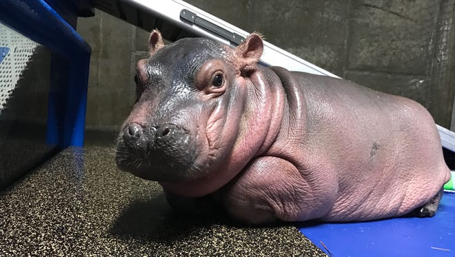 Fiona the baby hippo chills by her pool.