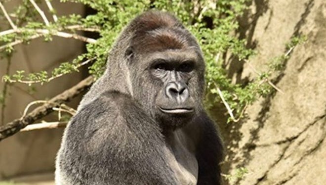 Harambe, the Cincinnati Zoo and Botanical Garden's newest gorilla, was put down after a 4-year-old child fell into his enclosure Saturday.