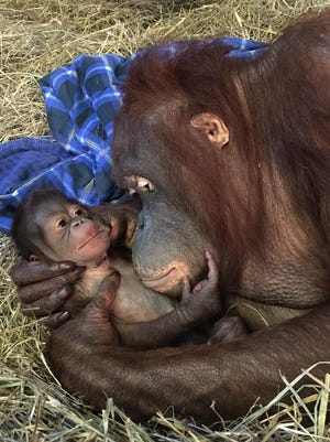 The Smithsonian’s National Zoo is celebrating the birth of a male Bornean orangutan. He was born at 8:52 p.m. on Sept. 12.