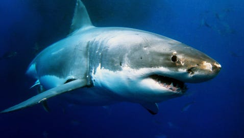 A great white shark