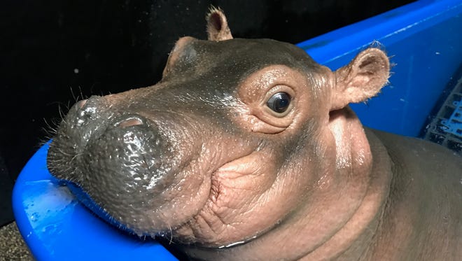 Fiona the baby hippo soaking in her pool.