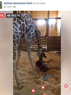 April the giraffe with her new baby calf shortly after she gave birth Saturday morning.