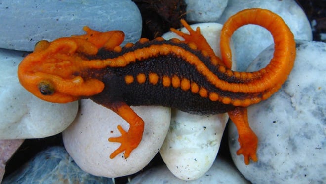 The  "Klingon Newt," discovered in northern Thailand in December 2016.