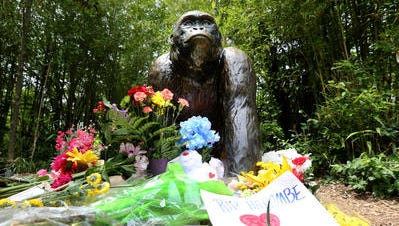 A makeshift memorial for Harambe, the lowland gorilla killed at the Cincinnati Zoo, sits outside the gorilla exhibit.