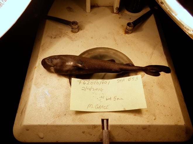This undated image provided by National Oceanic Atmospheric Administration National Marine Fisheries Service Southeast Fisheries Science Center shows a 5.5-inch long rare pocket shark. A pocket-sized pocket shark found in the Gulf of Mexico has turned out to be a new species, and one that squirts little glowing clouds into the ocean.