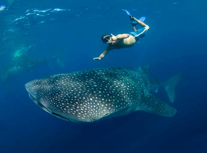 Divers can swim with whale sharks at Atlanta's Georgia Aquarium and in the wild off Isla Mujeres, near Cancun, Mexico.